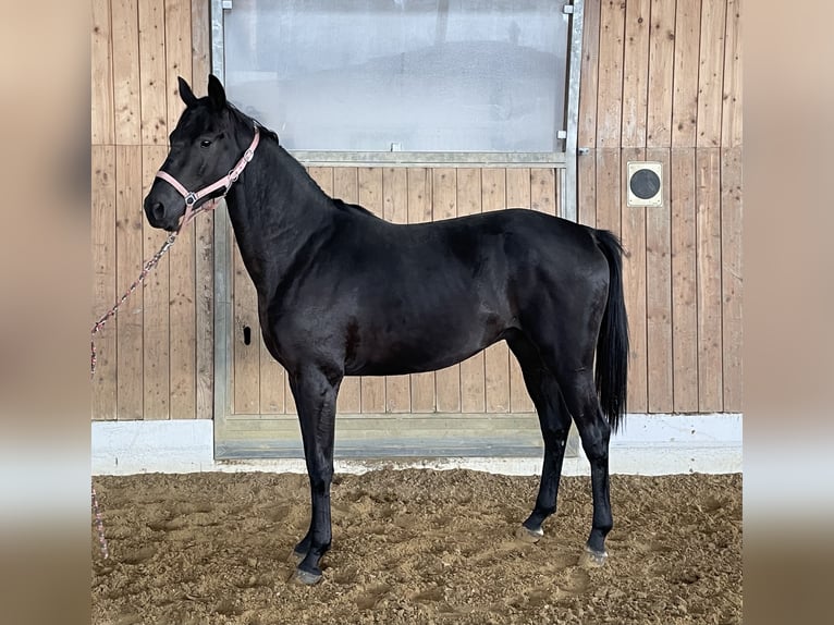 Hanoverian Stallion 2 years 15,2 hh Bay-Dark in Verl