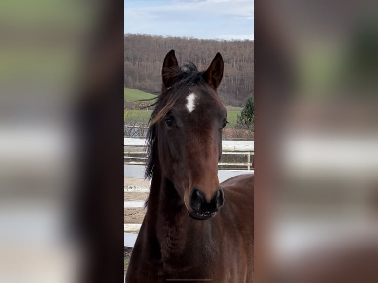 Hanoverian Stallion 2 years 15,2 hh Bay-Dark in Hannoversch MündenHann. Münden