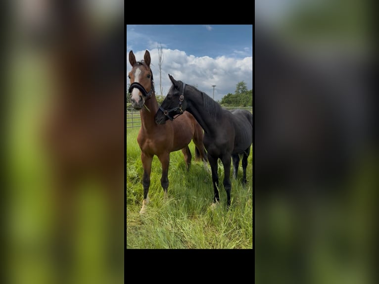 Hanoverian Stallion 2 years 15,2 hh Can be white in Schifferstadt