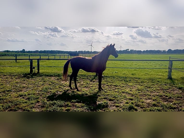 Hanoverian Stallion 2 years 15,2 hh Chestnut-Red in Warmsen