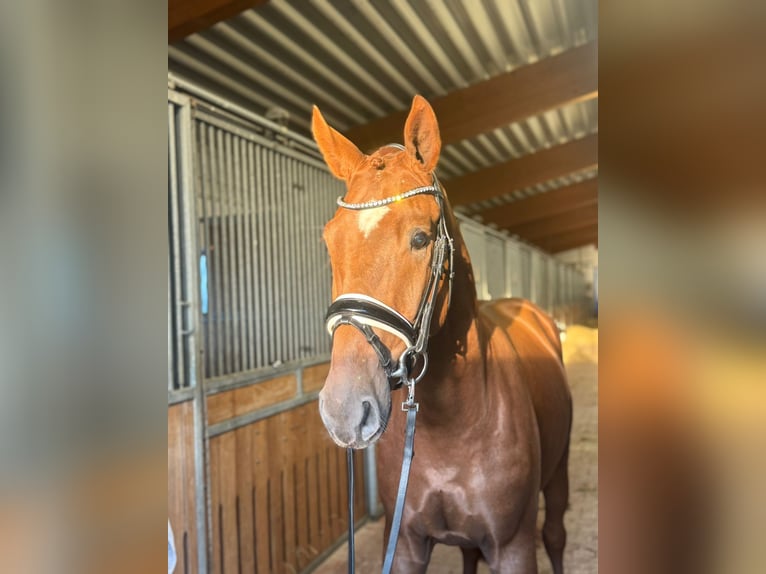 Hanoverian Stallion 2 years 15,3 hh Chestnut-Red in Dorsten Hanoverian Stallion 2 years 15,3 hh Chestnut-Red in Dorsten