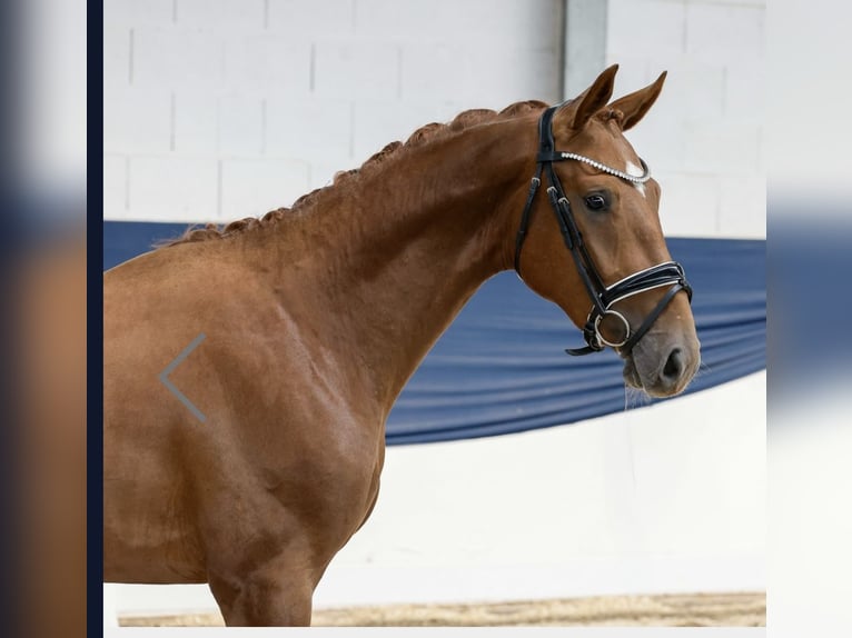 Hanoverian Stallion 2 years 15,3 hh Chestnut-Red in Dorsten Hanoverian Stallion 2 years 15,3 hh Chestnut-Red in Dorsten