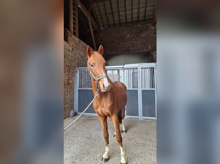 Hanoverian Stallion 2 years 15,3 hh Chestnut-Red in Aldenhoven