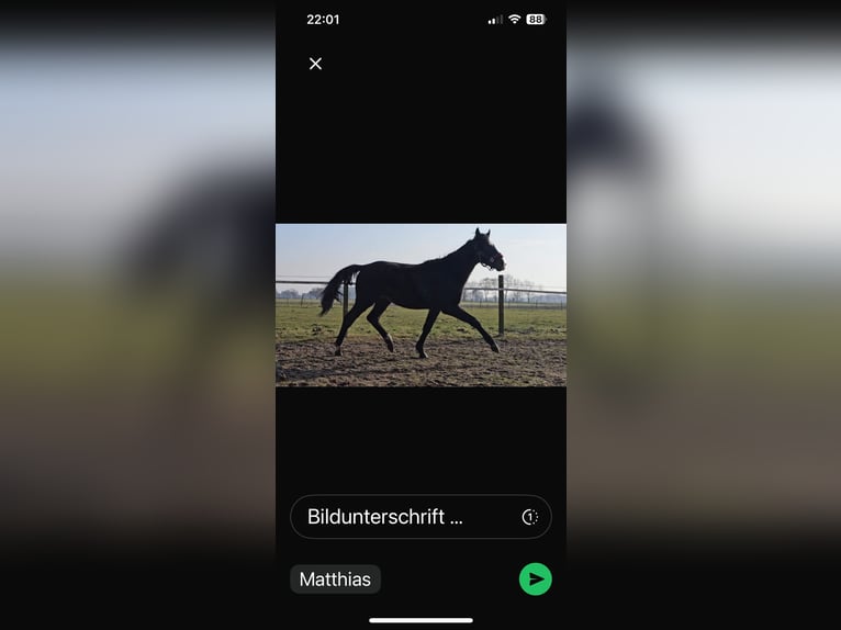 Hanoverian Stallion 2 years 15,3 hh Smoky-Black in Rehburg-Loccum