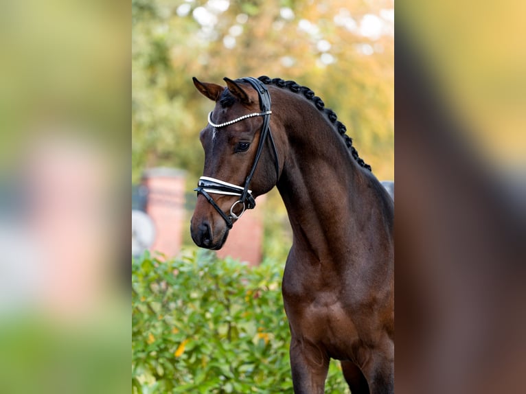 Hanoverian Stallion 2 years 16,1 hh Bay-Dark in Schüttorf