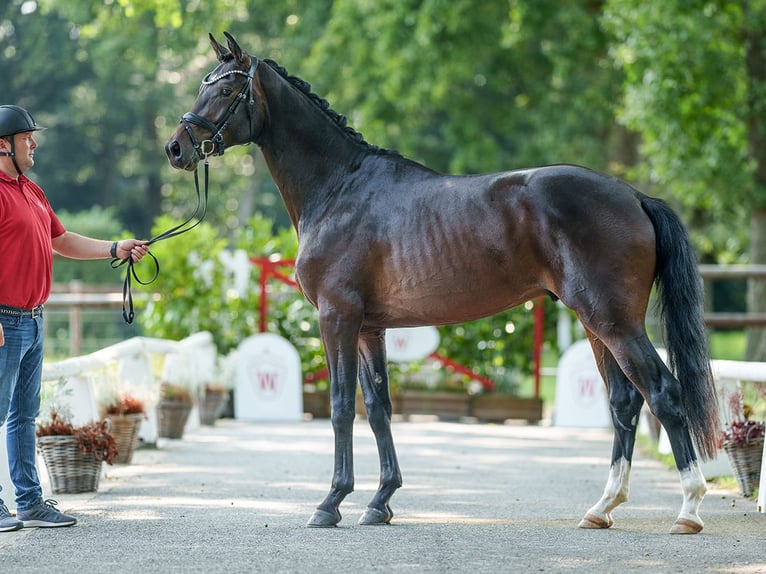 Hanoverian Stallion 2 years 16,1 hh Bay-Dark in Münster