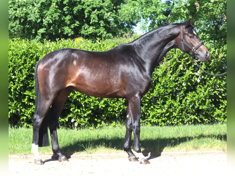 Hanoverian Stallion 2 years 16.1 hh Bay-Dark in Selsingen