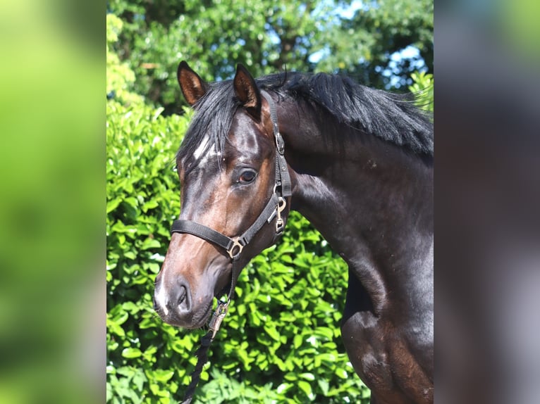 Hanoverian Stallion 2 years 16.1 hh Bay-Dark in Selsingen