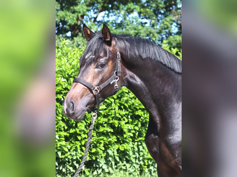 Hanoverian Stallion 2 years 16.1 hh Bay-Dark in Selsingen