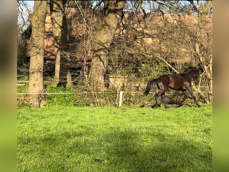 Hanoverian Stallion 2 years 16,1 hh Black in Hude (Oldenburg)
