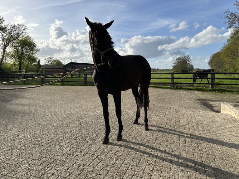 Hanoverian Stallion 2 years 16,1 hh Black in Hude (Oldenburg)