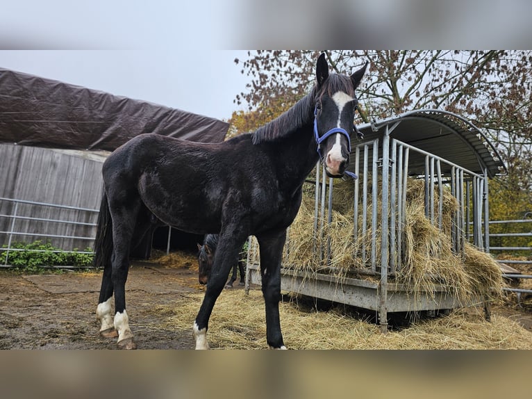 Hanoverian Stallion 2 years 16,1 hh Black in Moers