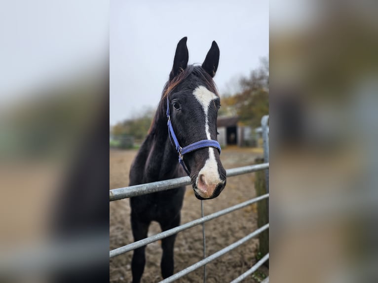 Hanoverian Stallion 2 years 16,1 hh Black in Moers