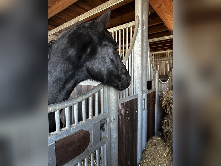 Hanoverian Stallion 2 years 16,1 hh Black in Rethem