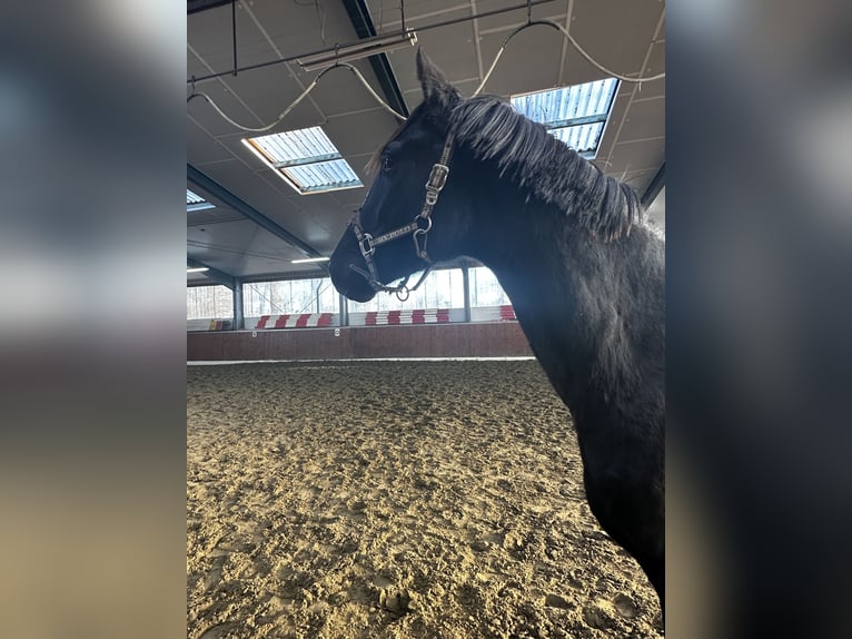 Hanoverian Stallion 2 years 16,1 hh Black in Rethem