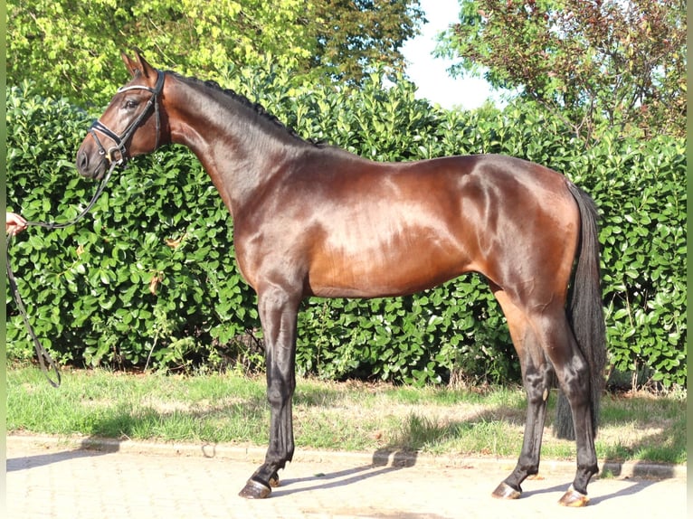 Hanoverian Stallion 2 years 16.1 hh Brown in Selsingen