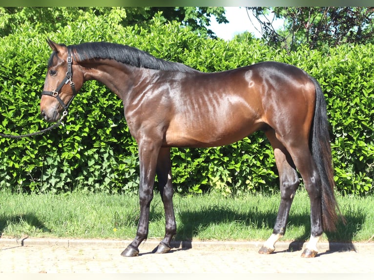 Hanoverian Stallion 2 years 16.1 hh Brown in Selsingen