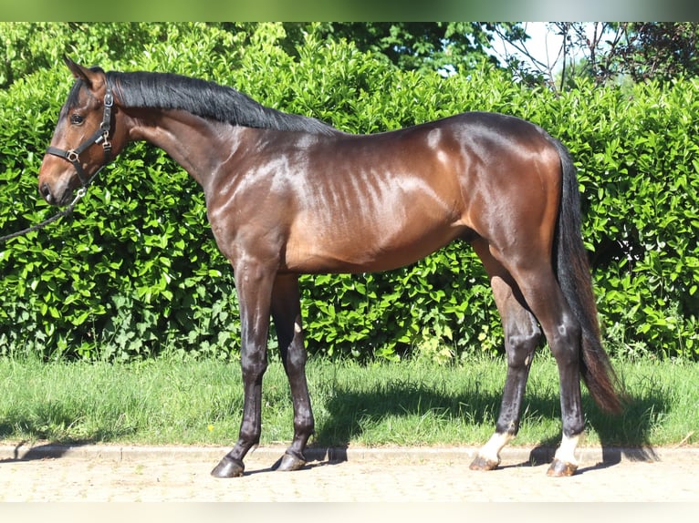 Hanoverian Stallion 2 years 16.1 hh Brown in Selsingen