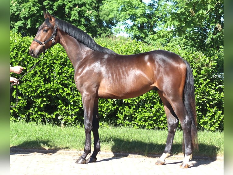 Hanoverian Stallion 2 years 16.1 hh Brown in Selsingen
