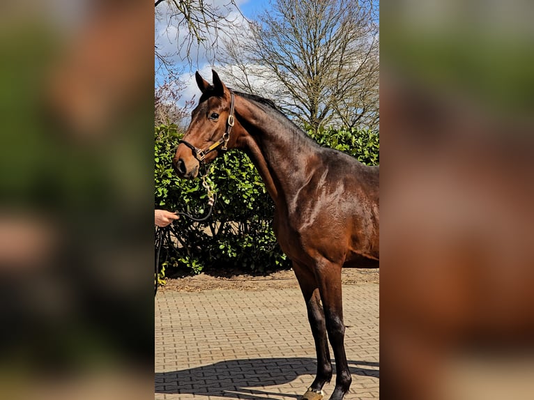 Hanoverian Stallion 2 years 16.1 hh Brown in Niederlangen