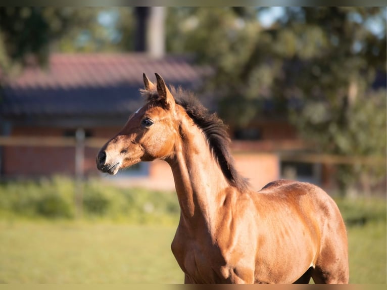 Hanoverian Stallion 2 years 16,1 hh Brown-Light in Nörten-Hardenberg