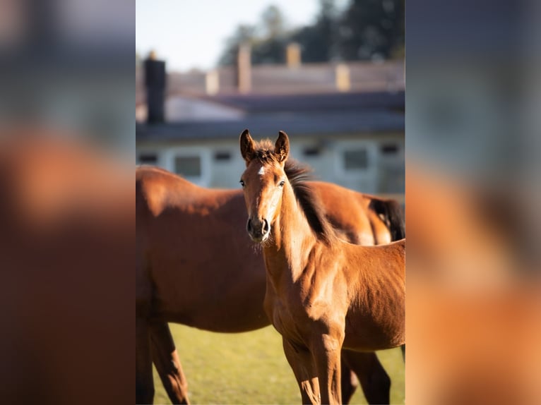 Hanoverian Stallion 2 years 16,1 hh Brown-Light in Nörten-Hardenberg