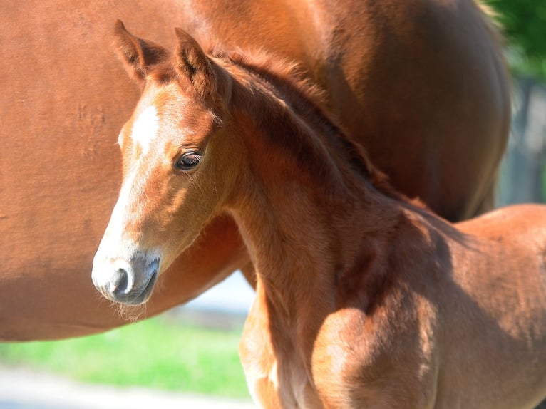 Hanoverian Stallion 2 years 16.1 hh Chestnut in Isernhagen