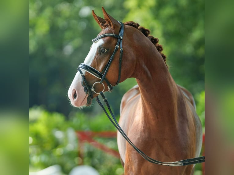 Hanoverian Stallion 2 years 16,1 hh Chestnut in Münster