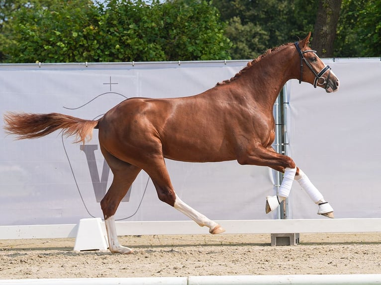 Hanoverian Stallion 2 years 16,1 hh Chestnut in Münster