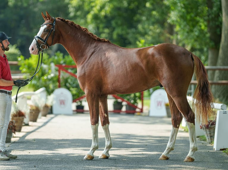 Hanoverian Stallion 2 years 16,1 hh Chestnut in Münster