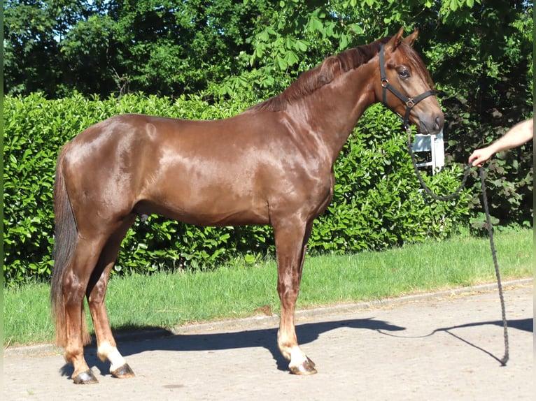 Hanoverian Stallion 2 years 16.1 hh Chestnut in Selsingen