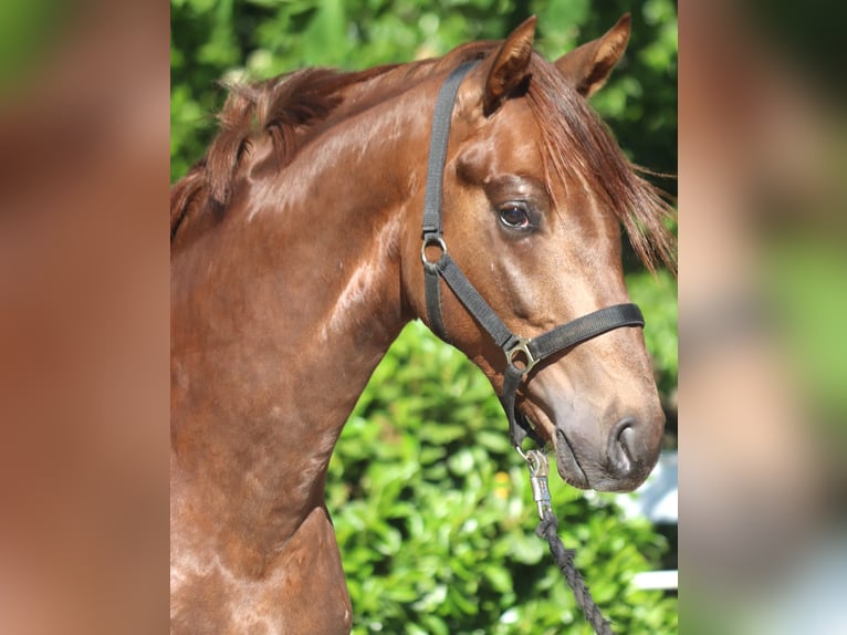 Hanoverian Stallion 2 years 16.1 hh Chestnut in Selsingen