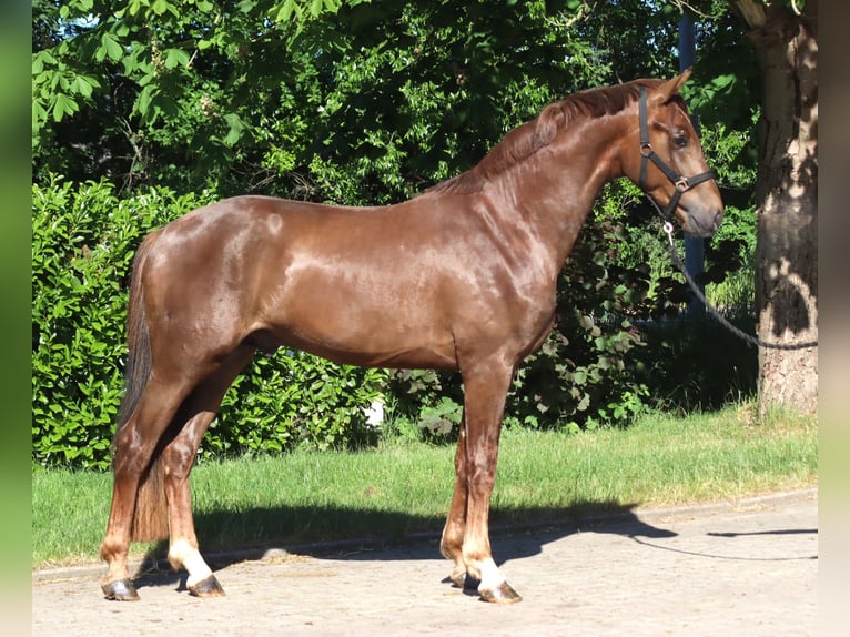 Hanoverian Stallion 2 years 16.1 hh Chestnut in Selsingen