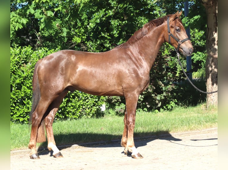 Hanoverian Stallion 2 years 16.1 hh Chestnut in Selsingen
