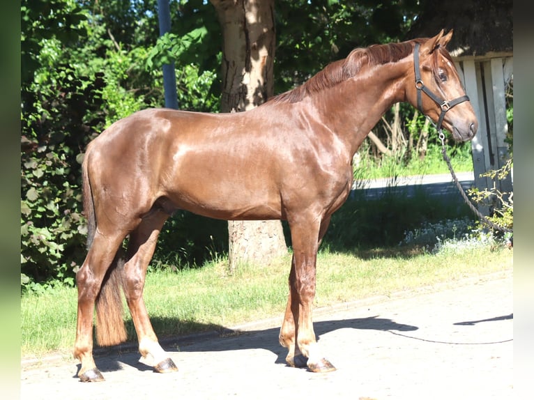 Hanoverian Stallion 2 years 16.1 hh Chestnut in Selsingen