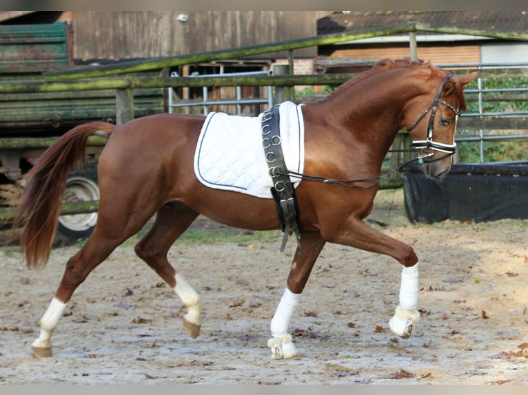 Hanoverian Stallion 2 years 16,1 hh Chestnut-Red in Kutenholz