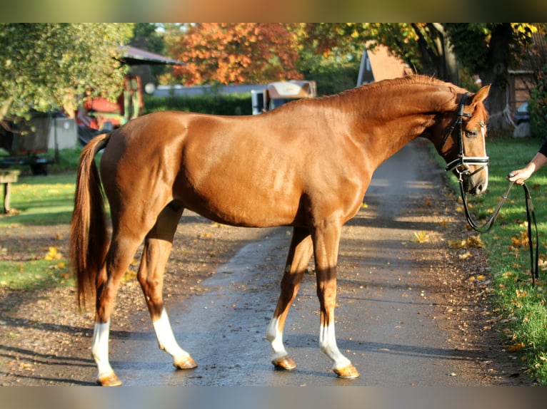 Hanoverian Stallion 2 years 16,1 hh Chestnut-Red in Kutenholz