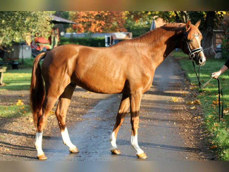 Hanoverian Stallion 2 years 16,1 hh Chestnut-Red in Kutenholz