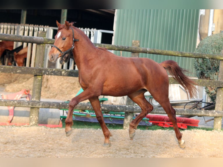 Hanoverian Stallion 2 years 16,1 hh Chestnut-Red in Kutenholz