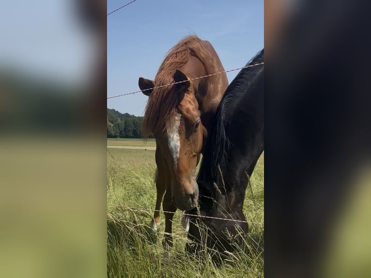 Hanoverian Stallion 2 years 16.1 hh Chestnut-Red in Fulda
