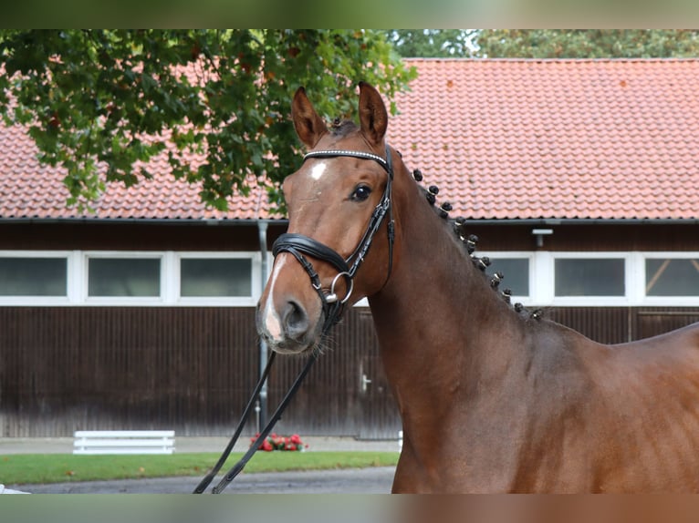 Hanoverian Stallion 2 years 16.1 hh  in Celle