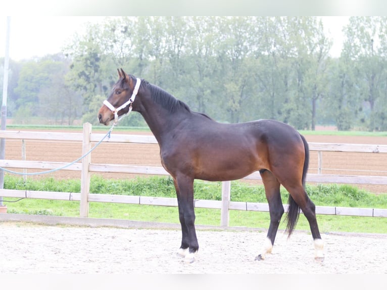 Hanoverian Stallion 2 years 16.1 hh Smoky-Black in Pepingen