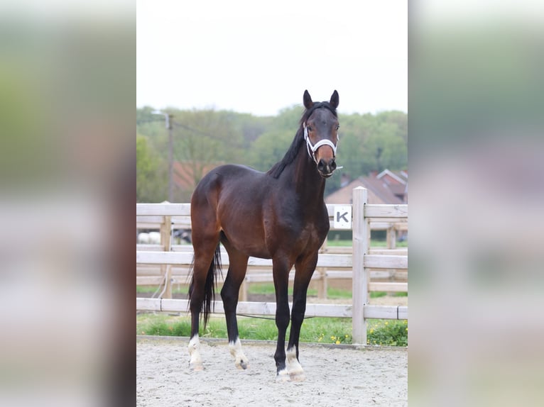 Hanoverian Stallion 2 years 16.1 hh Smoky-Black in Pepingen