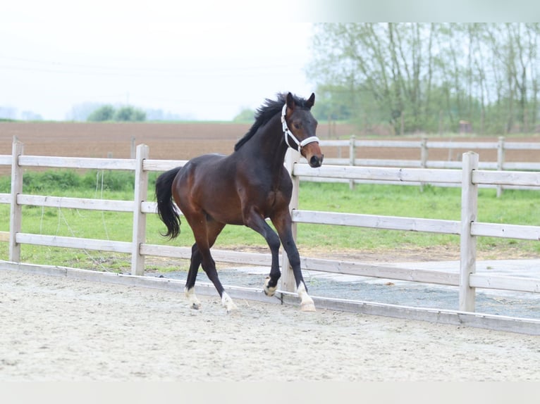 Hanoverian Stallion 2 years 16.1 hh Smoky-Black in Pepingen