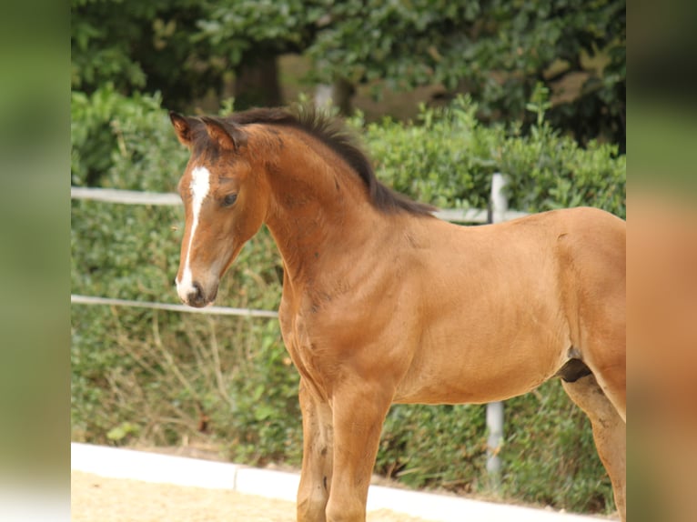 Hanoverian Stallion 2 years 16,2 hh Bay-Dark in Ratekau