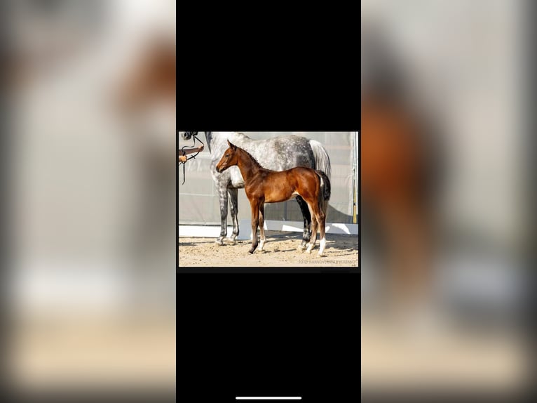 Hanoverian Stallion 2 years 16,2 hh Bay-Dark in Großefehn