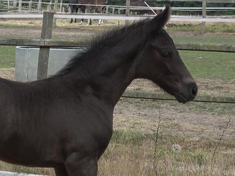 Hanoverian Stallion 2 years 16,2 hh Black in Ratekau