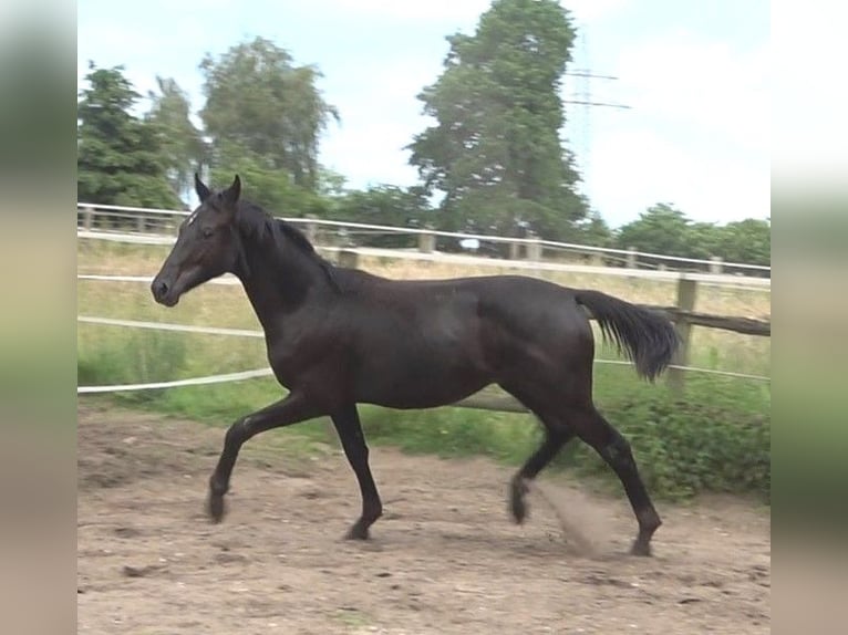 Hanoverian Stallion 2 years 16,2 hh Black in Ratekau