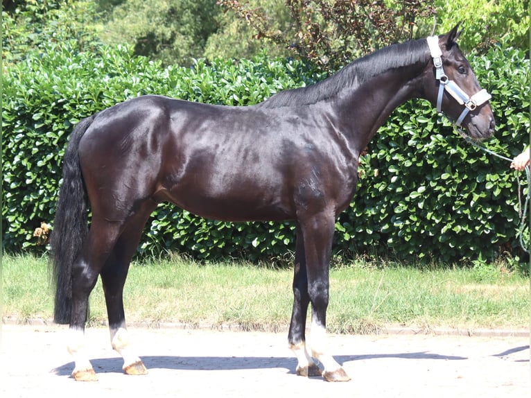 Hanoverian Stallion 2 years 16.2 hh Black in Selsingen