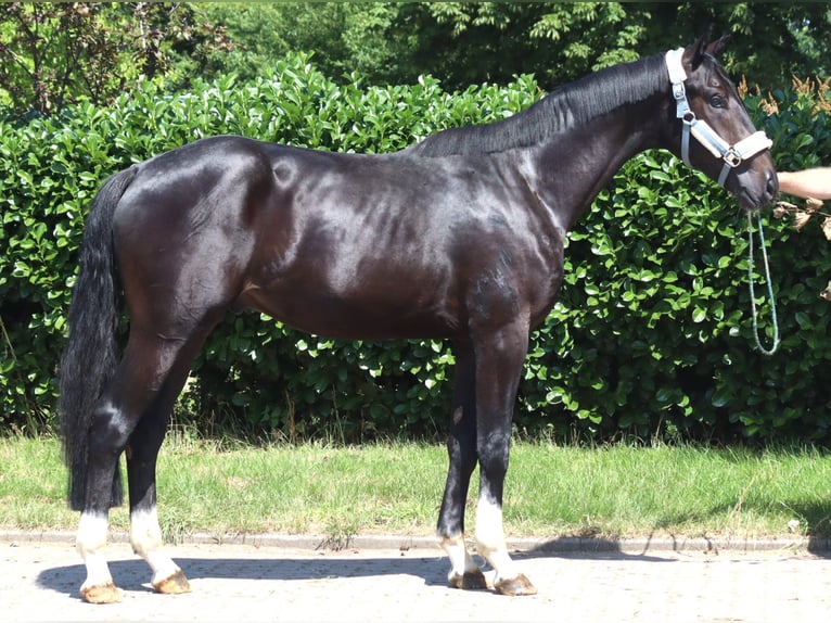 Hanoverian Stallion 2 years 16.2 hh Black in Selsingen